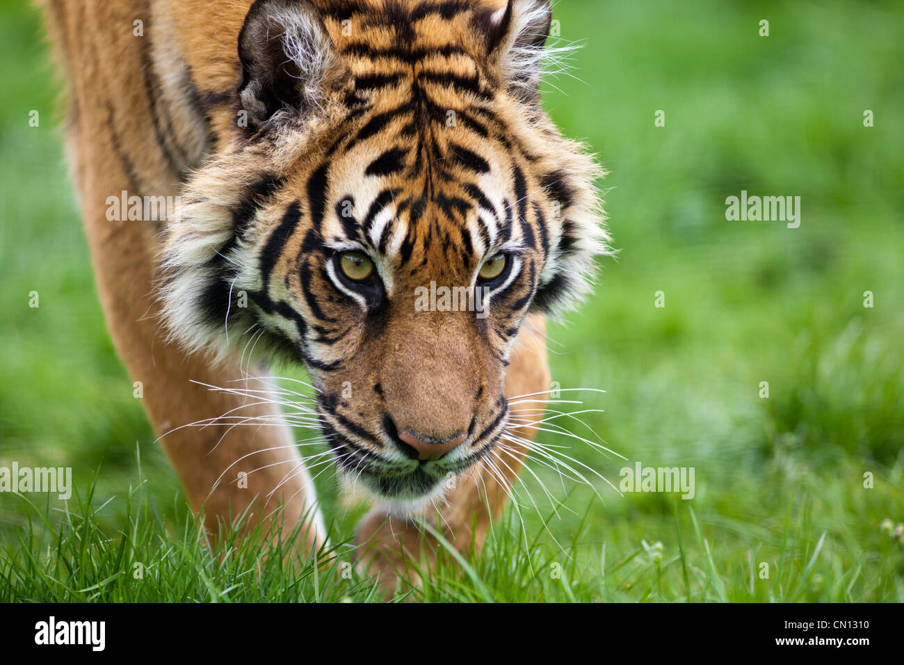 Tigre del Bengala - Panthera tigris - stalking Foto Stock