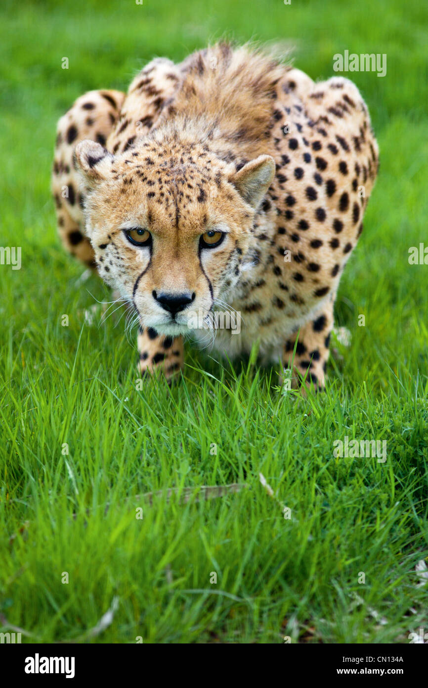 Cheetah - Acinonyx jubatus - stalking Foto Stock