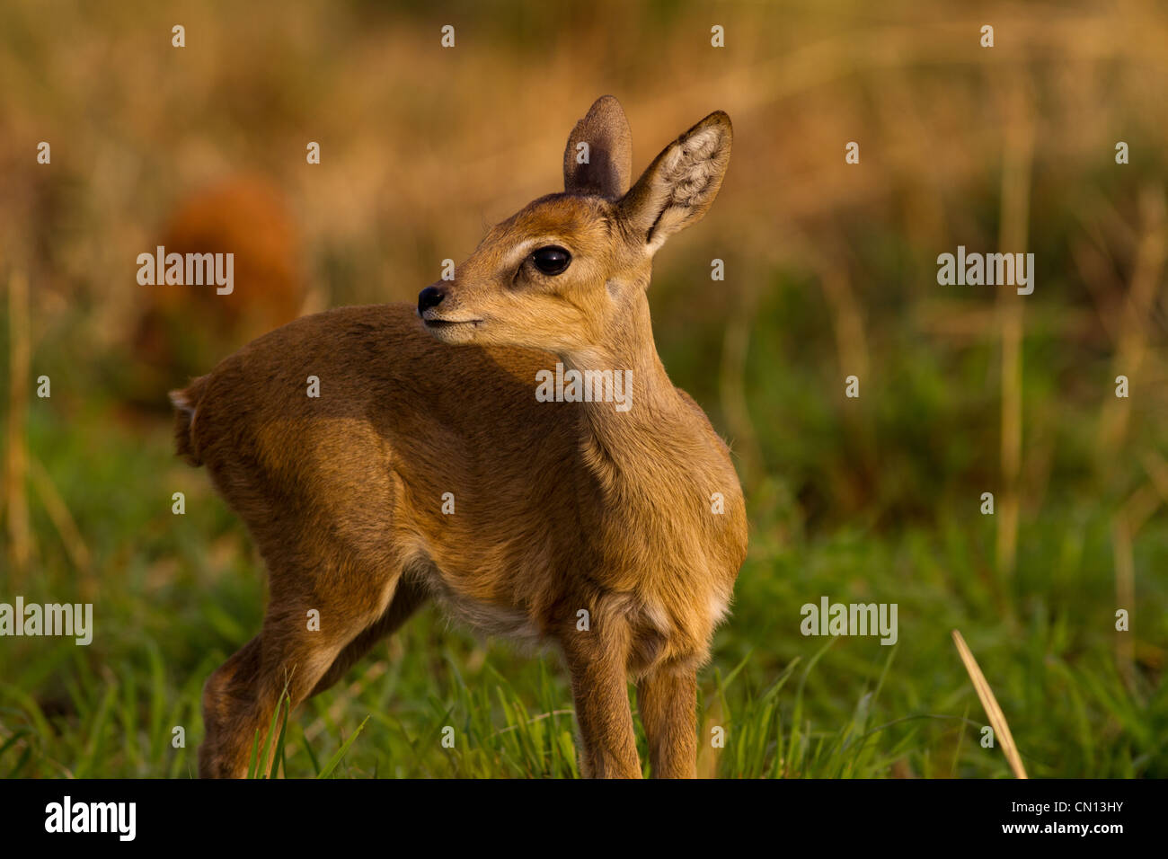 (Oribi Ourebia ourebi) capretta Foto Stock