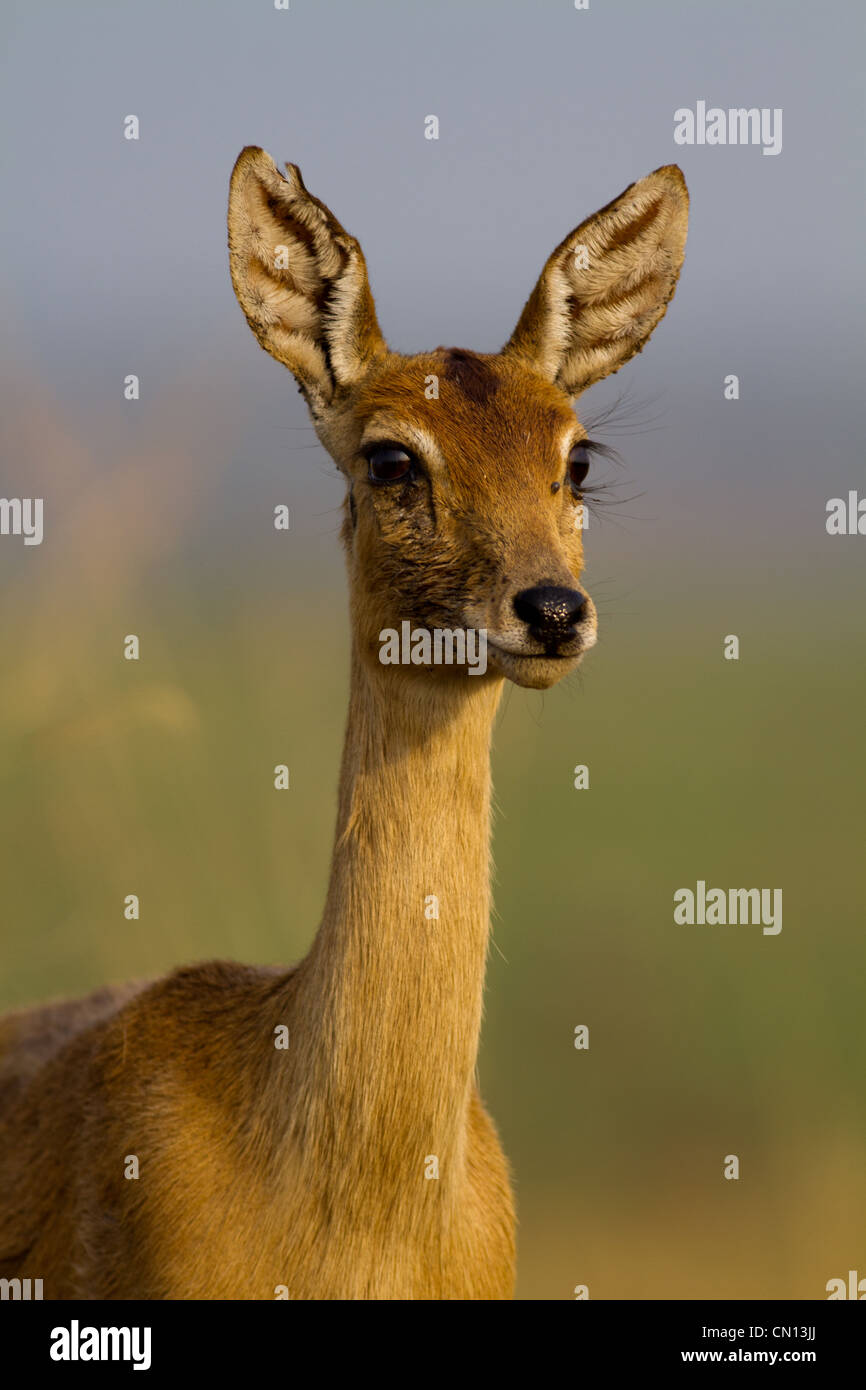 Femmina (Oribi Ourebia ourebi) Foto Stock