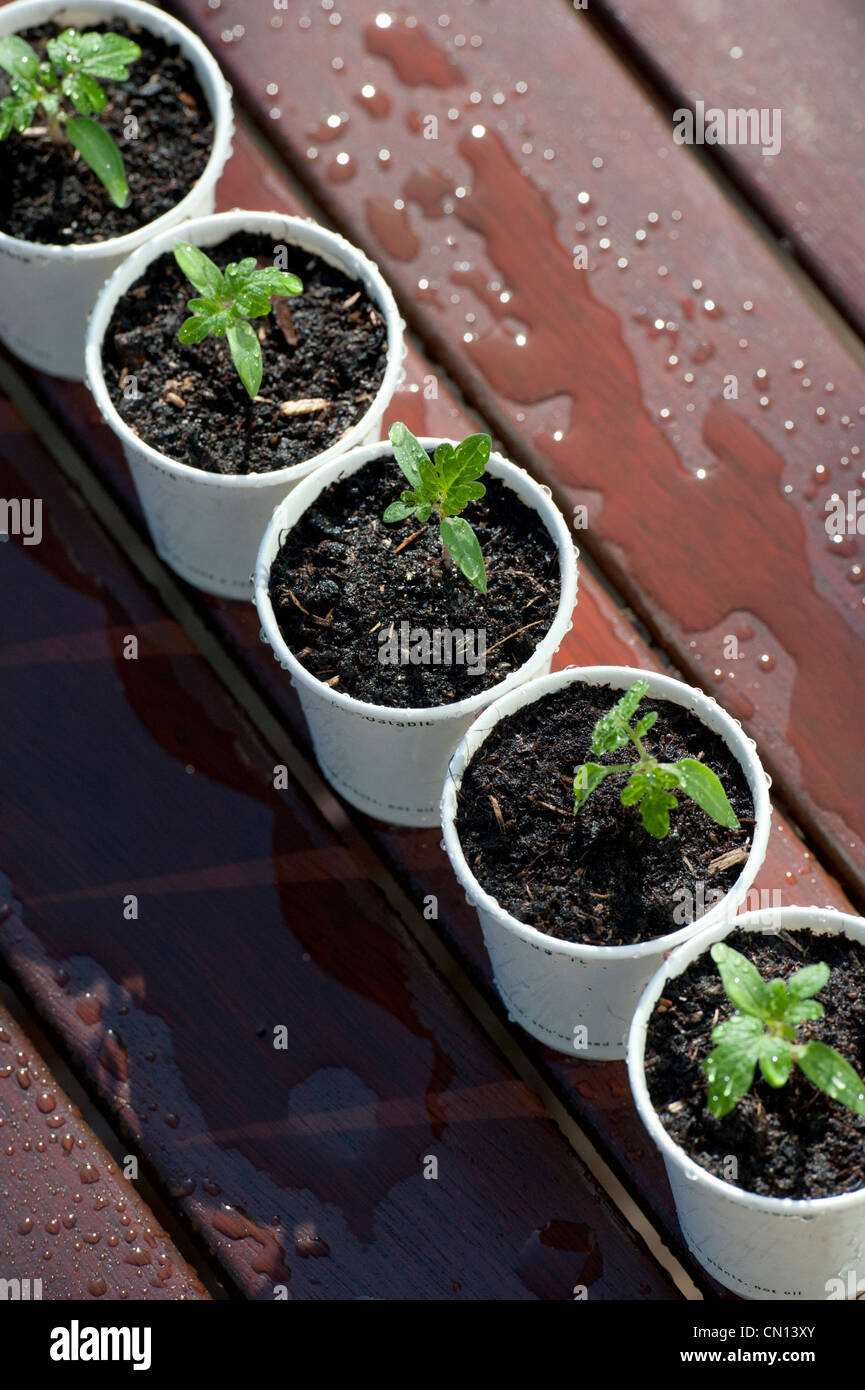 Irrigazione piantine di pomodoro in vasi biodegradabili con un seme annaffiatoio Foto Stock