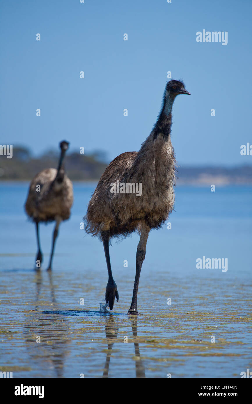 Emu a piedi in acqua di mare Foto Stock