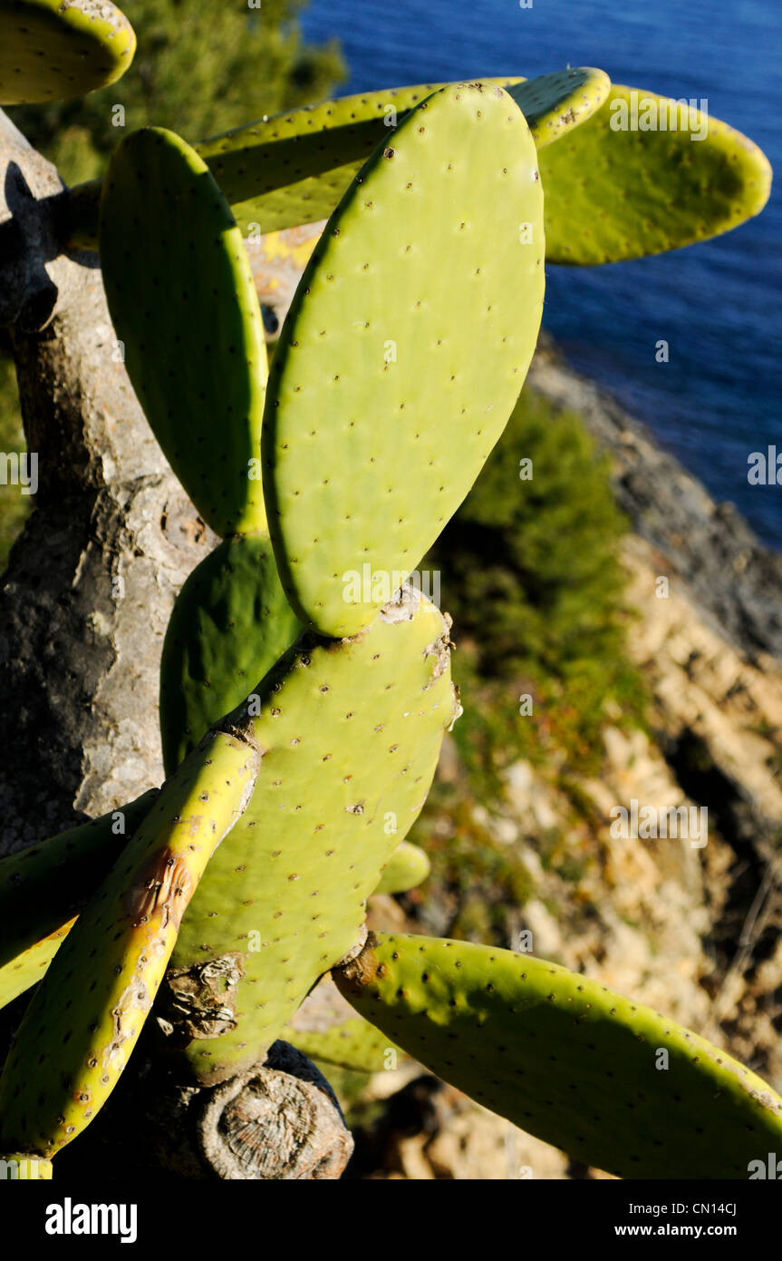 Un vicino l immagine di un gruppo di cactus di filiali in Costa Brava Foto Stock
