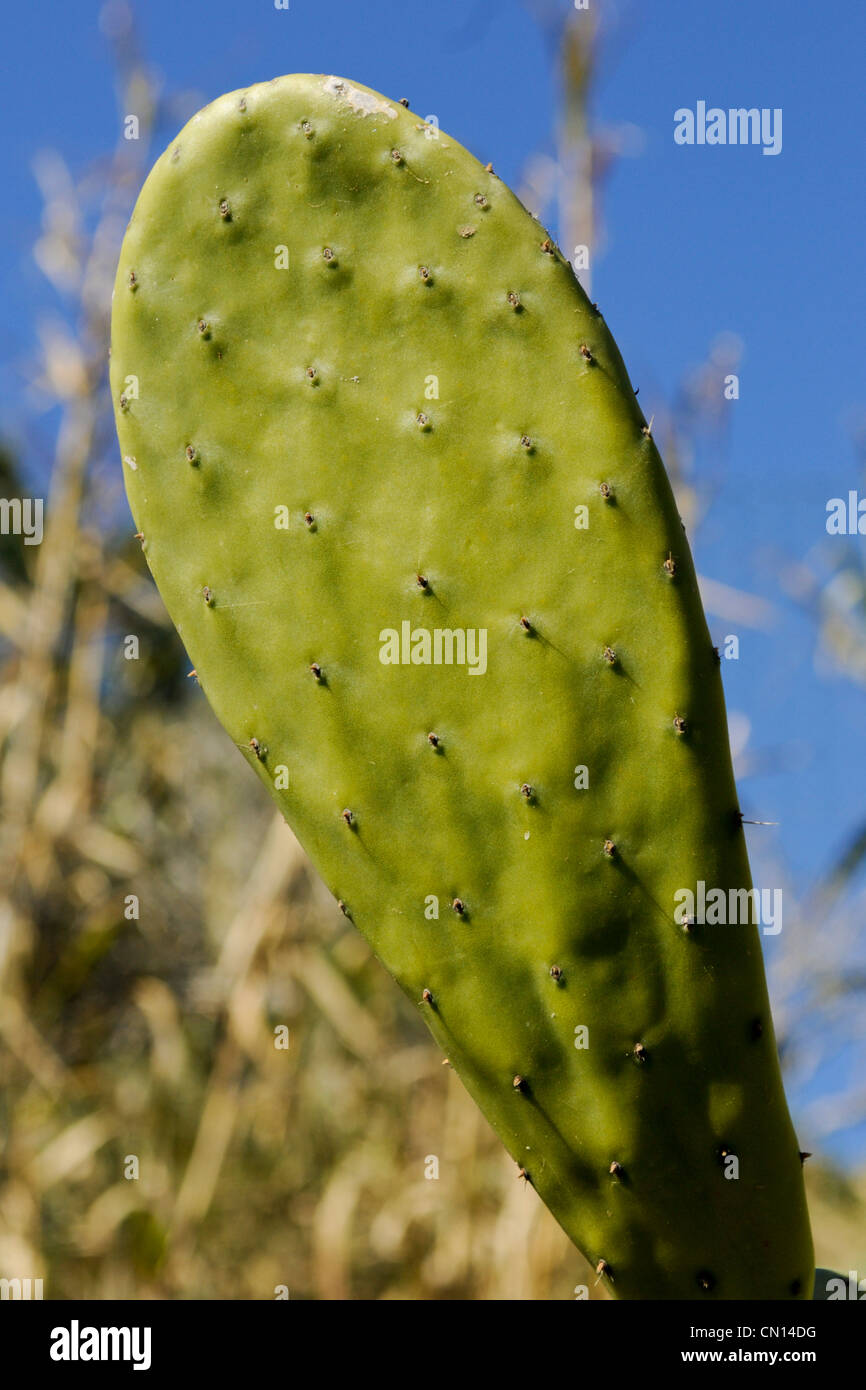 Una chiusura immagine del ramo di cactus in Costa Brava Foto Stock