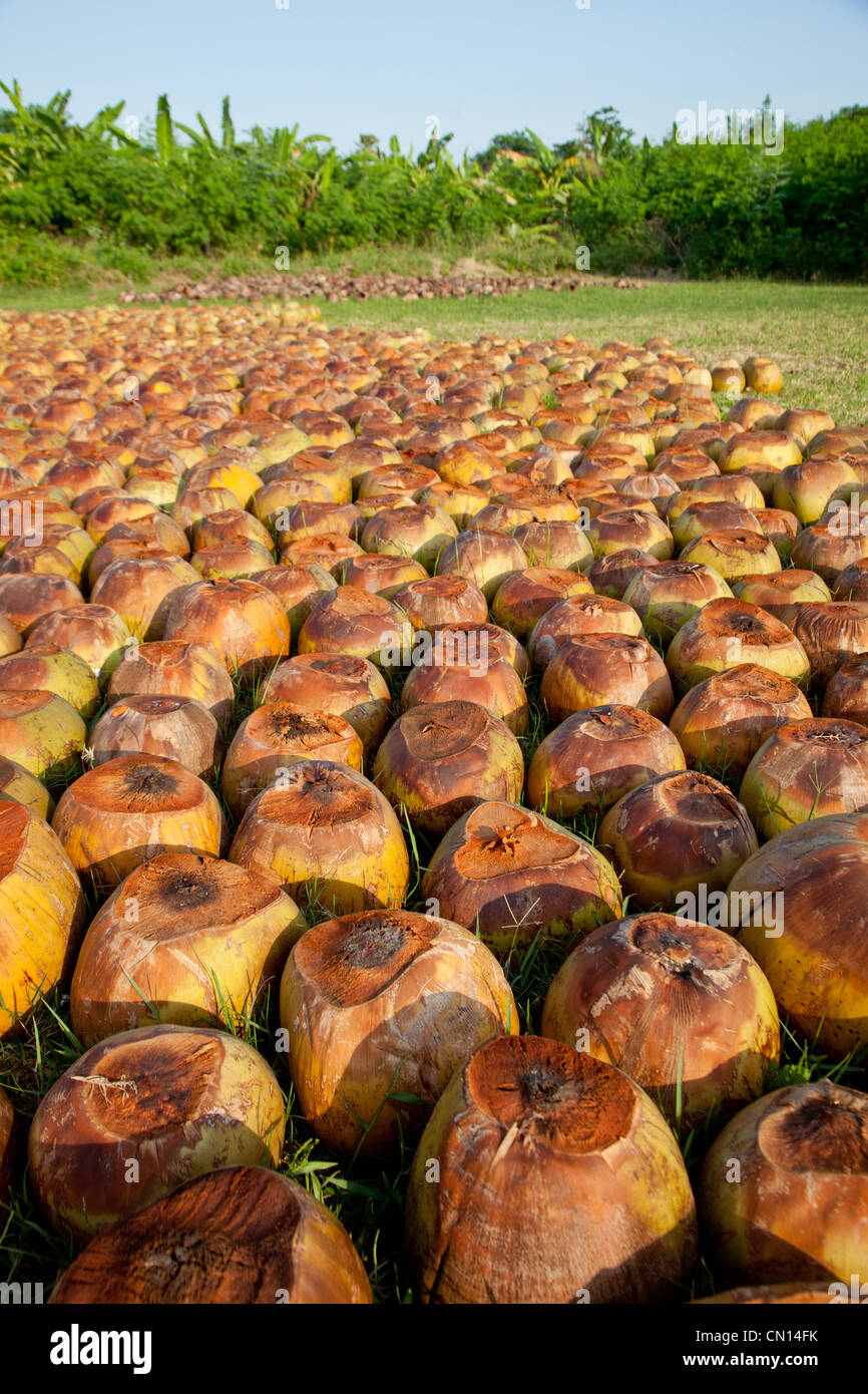 Noci di cocco di essiccazione al sole Bali Indonesia Foto Stock