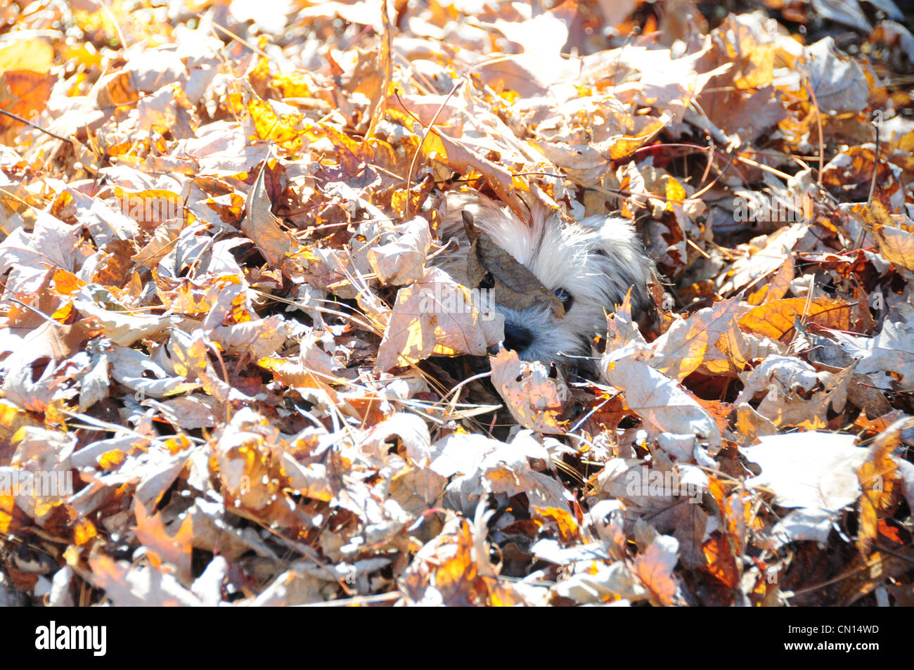 Piccolo cucciolo nascosti nel mucchio di foglie di autunno, Simcoe, Ontario Foto Stock