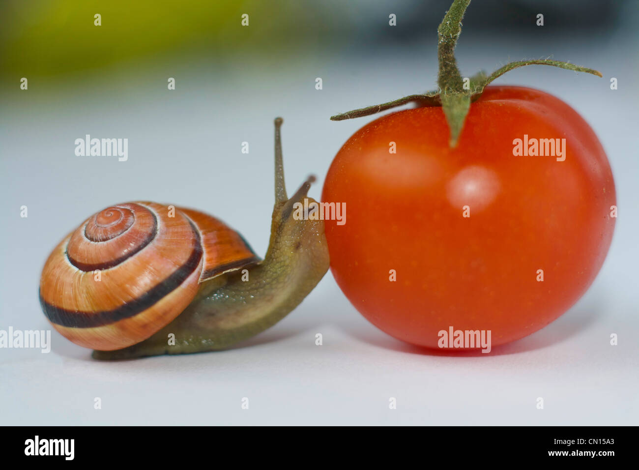 Giardino va a passo di lumaca con un guscio di colore arancione e una striscia di colore marrone baci a ripe rosso pomodoro su una superficie bianca Foto Stock