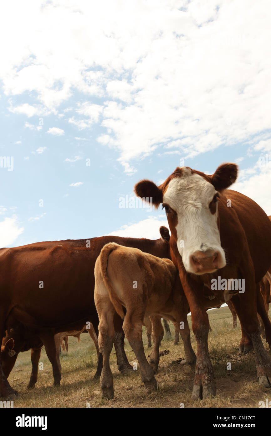 Bovini da carne in un campo, rurale Saskatchewan Foto Stock