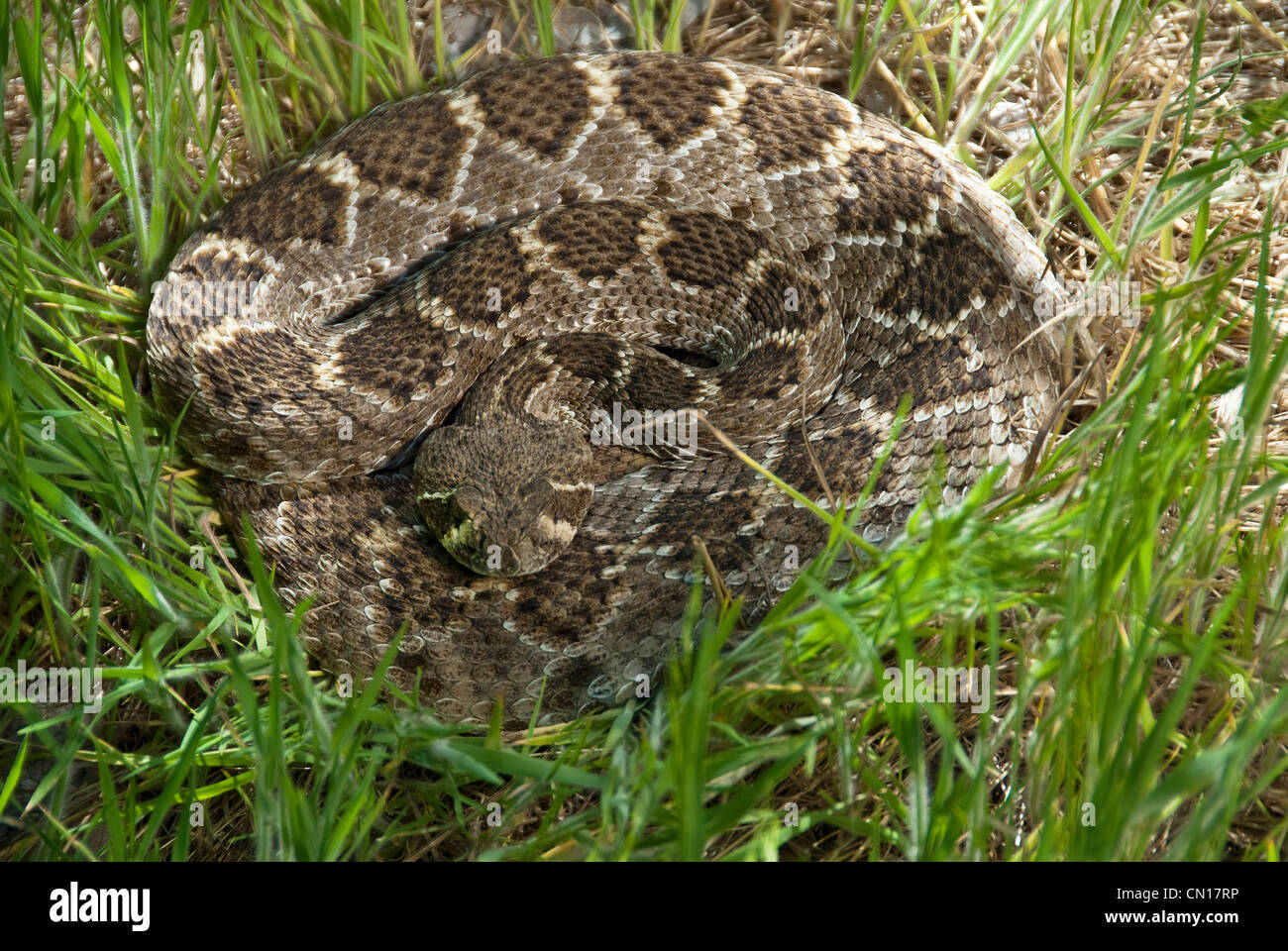 Western Diamondback Rattlesnake Crotalus atrox Potter County Texas USA Foto Stock