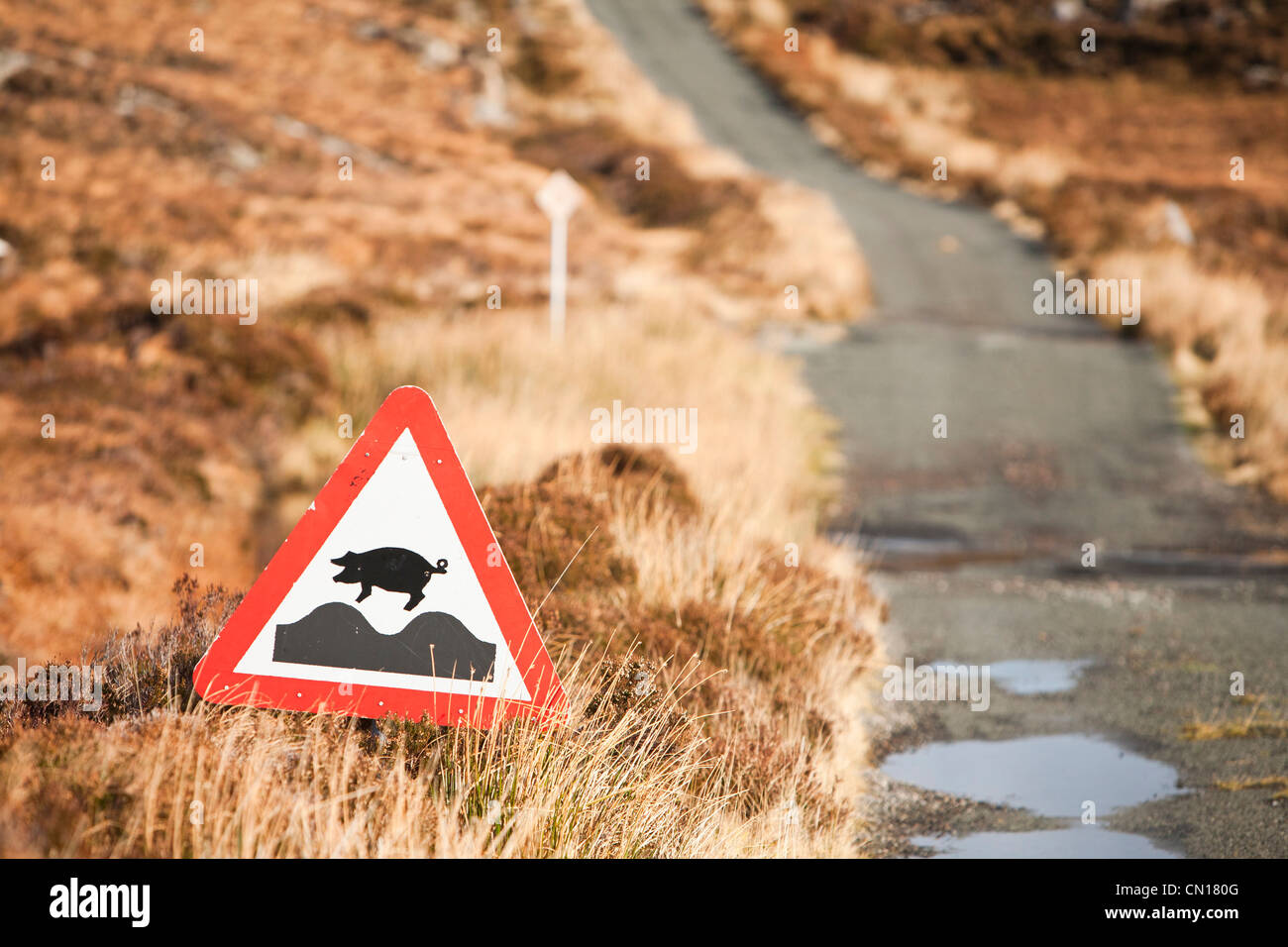Strada Calums sull'Isola di Raasay, Scotland, Regno Unito. Per anni Malcolm Macleod ha cercato di convincere il Consiglio a sostituire il sentiero a casa sua in Arnish nel nord dell'isola con nessun successo. Egli ha deciso di costruire la strada se stesso. Per i prossimi dieci anni ha praticamente una sola mano costruita la strada con poco più di una scelta di una pala e una carriola. Questa foto mostra un segno di avvertimento del free range suini. Foto Stock
