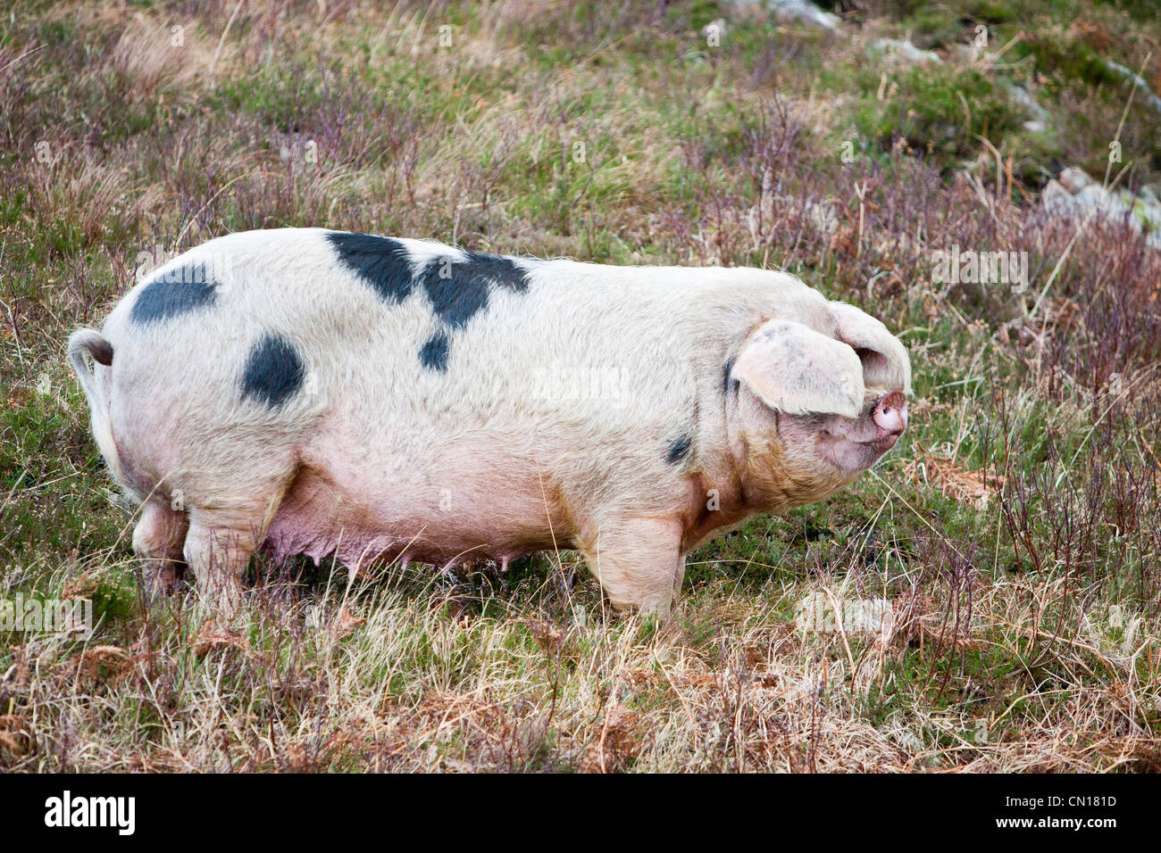 Un intervallo libero sul maiale Raasay, Scotland, Regno Unito. Foto Stock