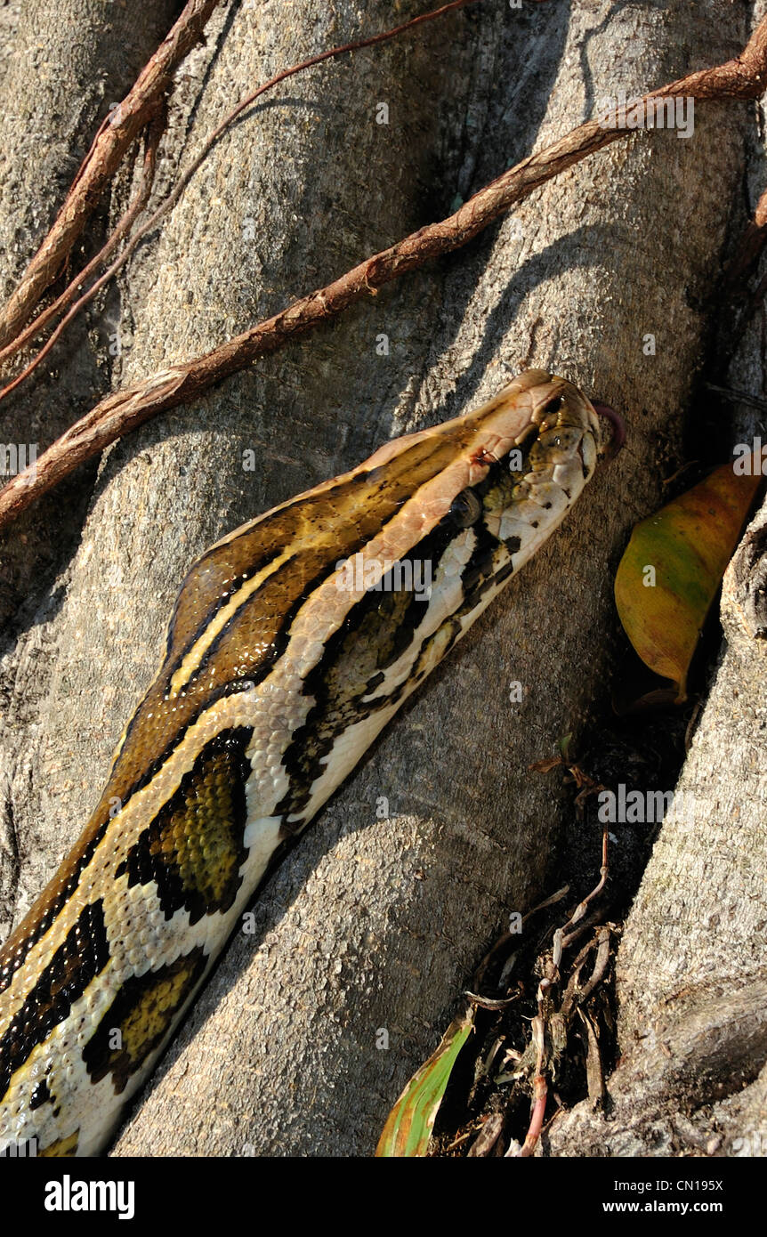 Birmano, Python Python molurus bivittatus, Florida Foto Stock