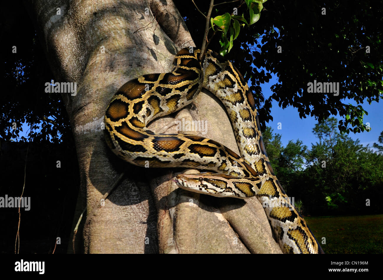Birmano, Python Python molurus bivittatus, Florida Foto Stock