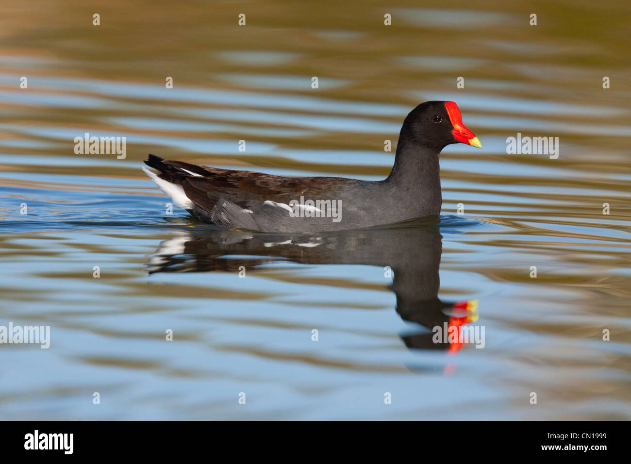 Common Moorhen Gallinula chloropus Kearney, Arizona, Stati Uniti Marzo Rallidae adulti Foto Stock