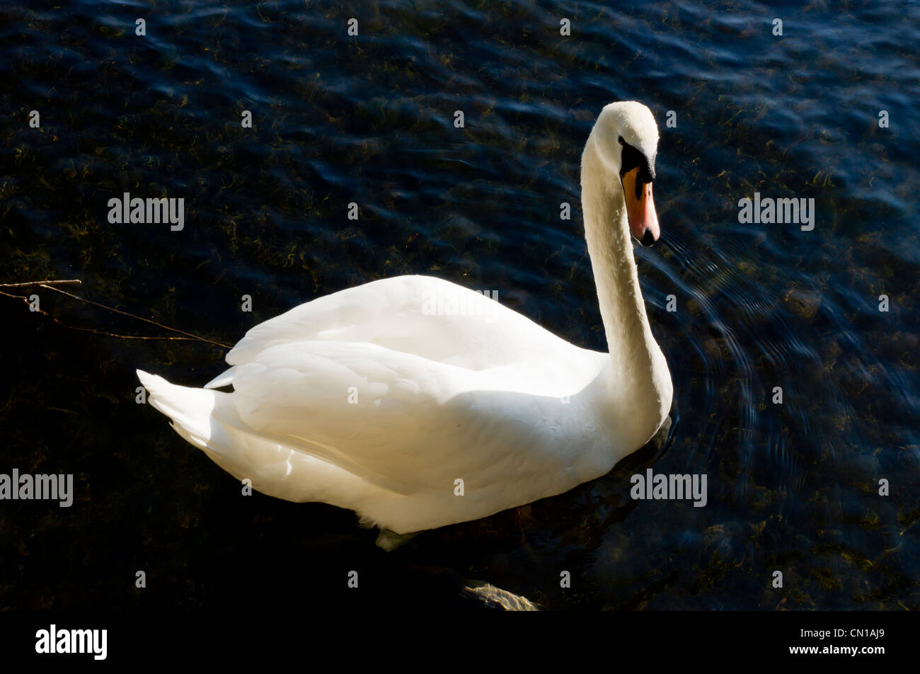 Regno Unito, Inghilterra, swan nel fiume Tamigi Foto Stock