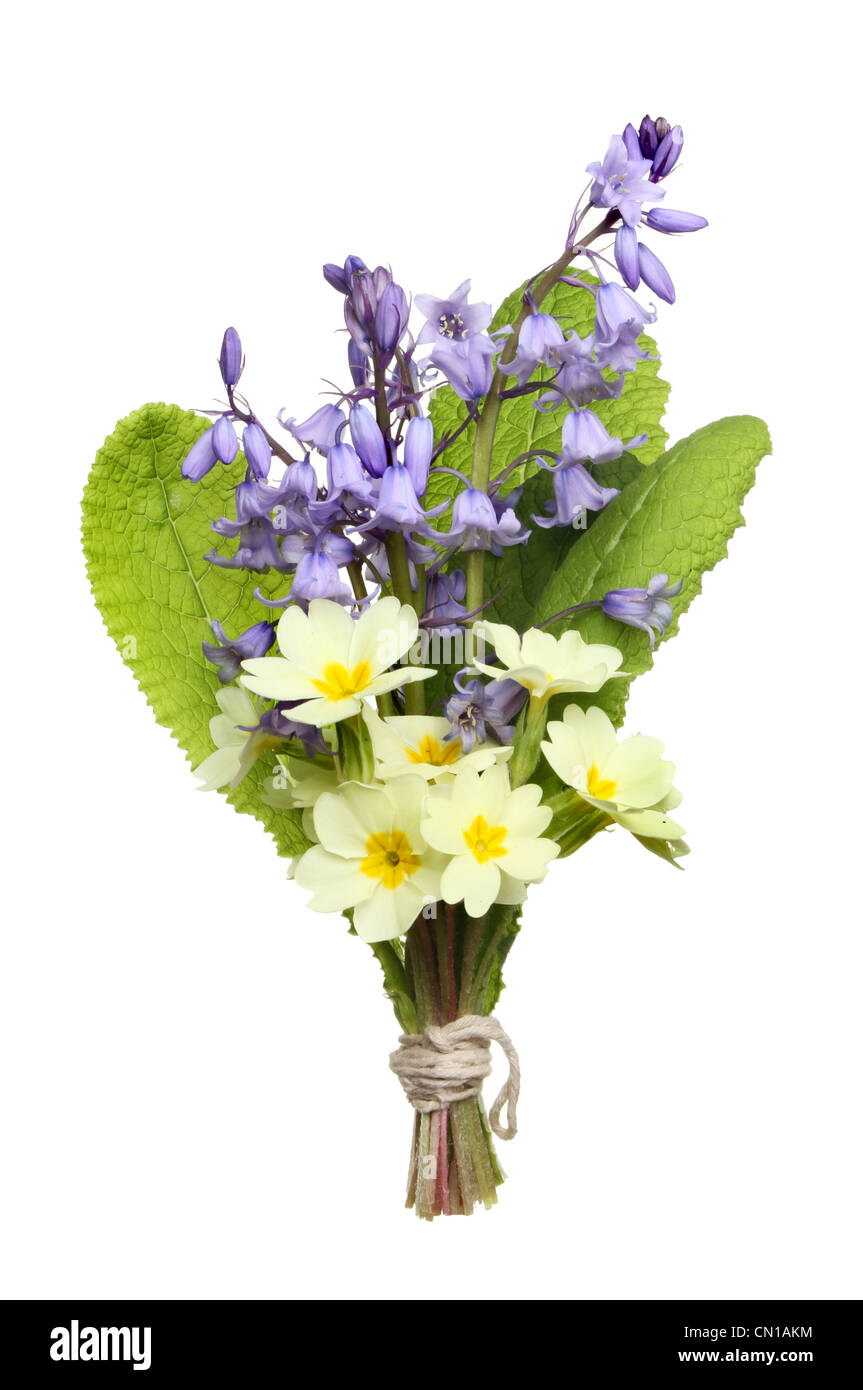 Posy della molla fiori selvatici, bluebells e primrose isolata contro bianco Foto Stock