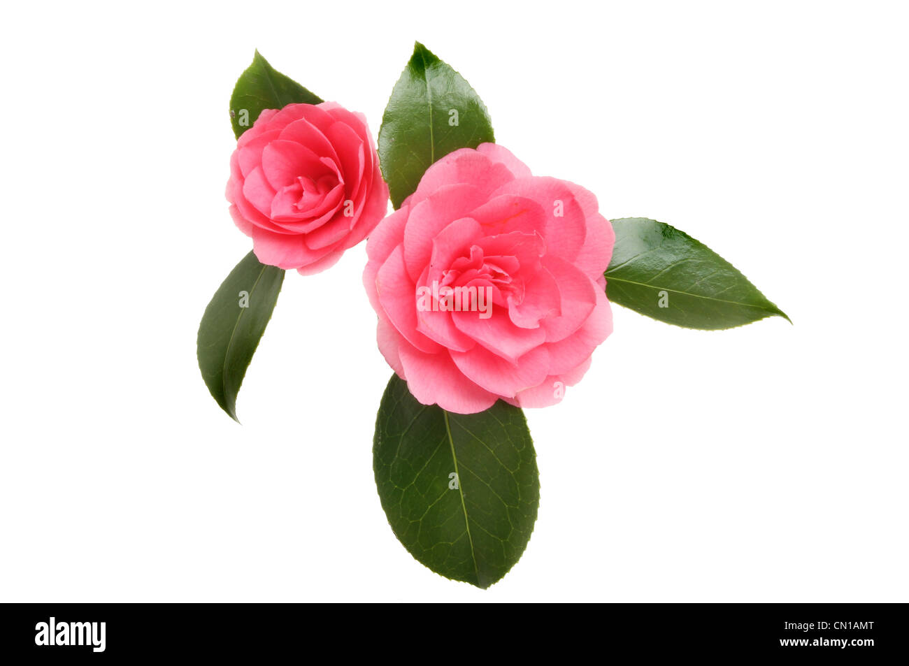 Due red camellia fiori e fogliame isolata contro bianco Foto Stock