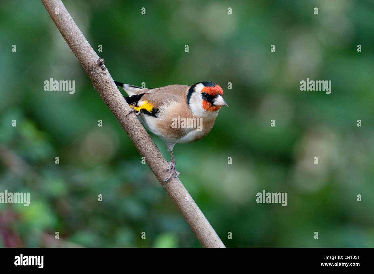 Cardellino, Carduelis carduelis arroccato su ramoscello di fronte alla fotocamera che mostra eccellente dettaglio. Hastings, Sussex, Regno Unito Foto Stock