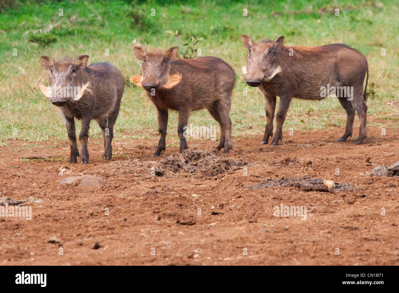 Warthog (Phacochoerus africanus), il Parco nazionale di Aberdare, Kenya Foto Stock