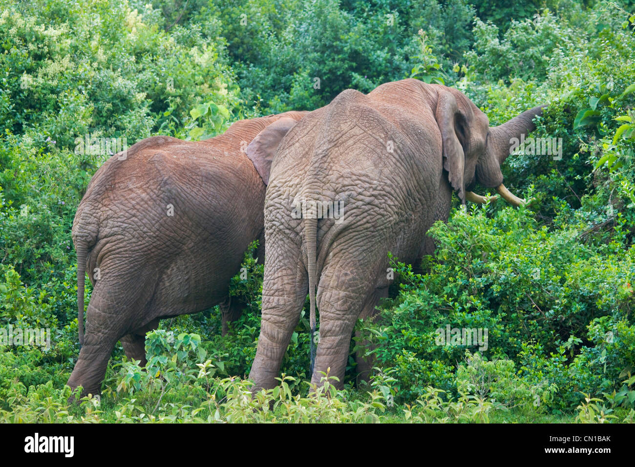 L'elefante nella giungla, Parco nazionale di Aberdare, Kenya Foto Stock