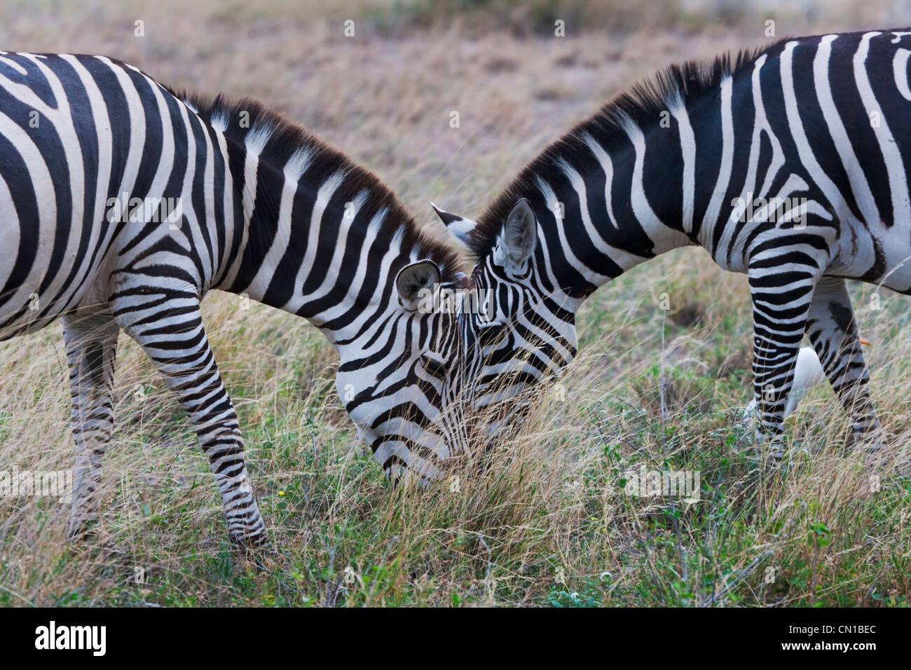 Zebra comune (Equus quagga) sulla pianura, Samburu riserva nazionale, Kenya Foto Stock