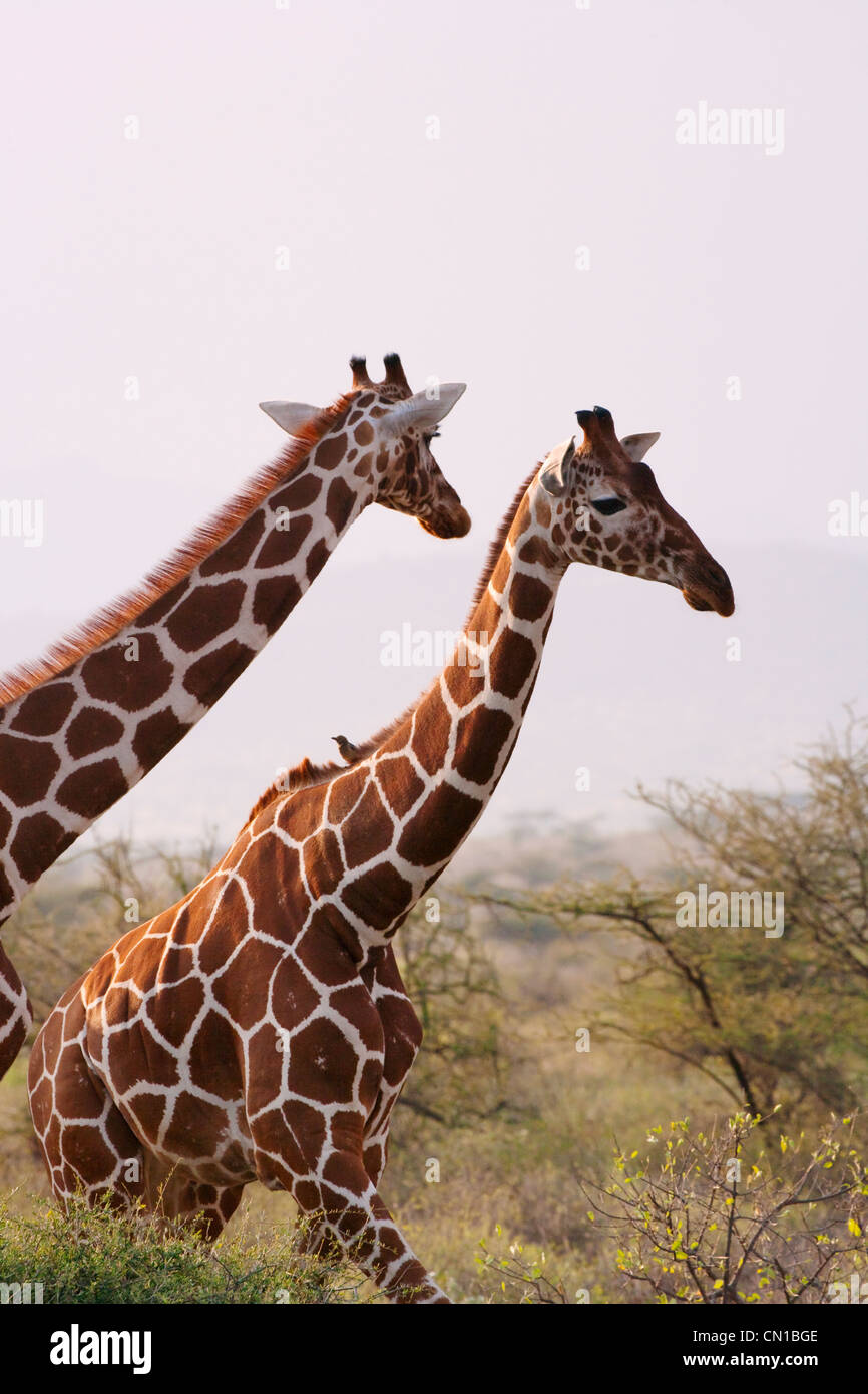 Le giraffe sulla pianura, Samburu riserva nazionale, Kenya Foto Stock