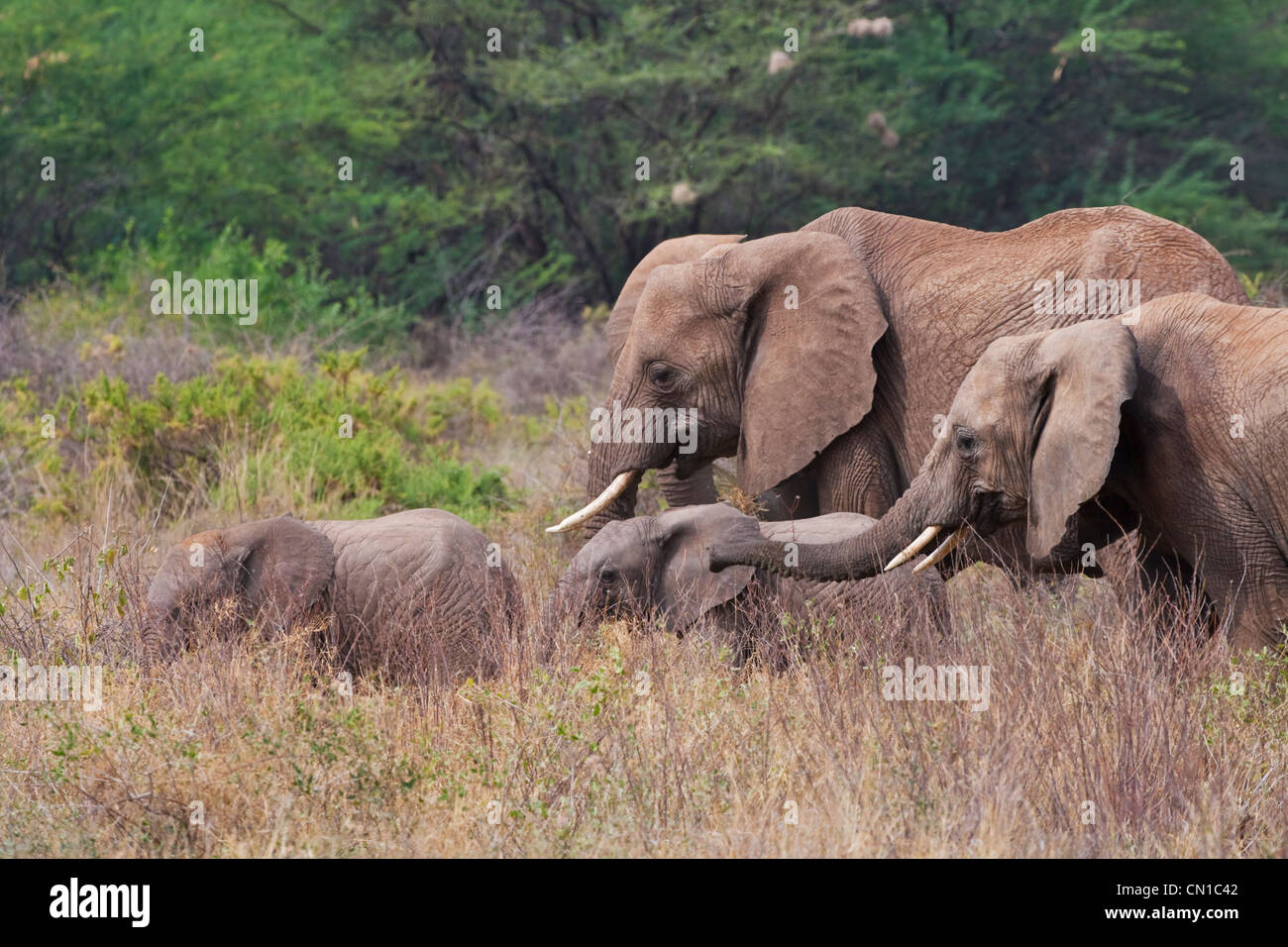 Famiglia di elefante in pianura, Samburu riserva nazionale, Kenya Foto Stock