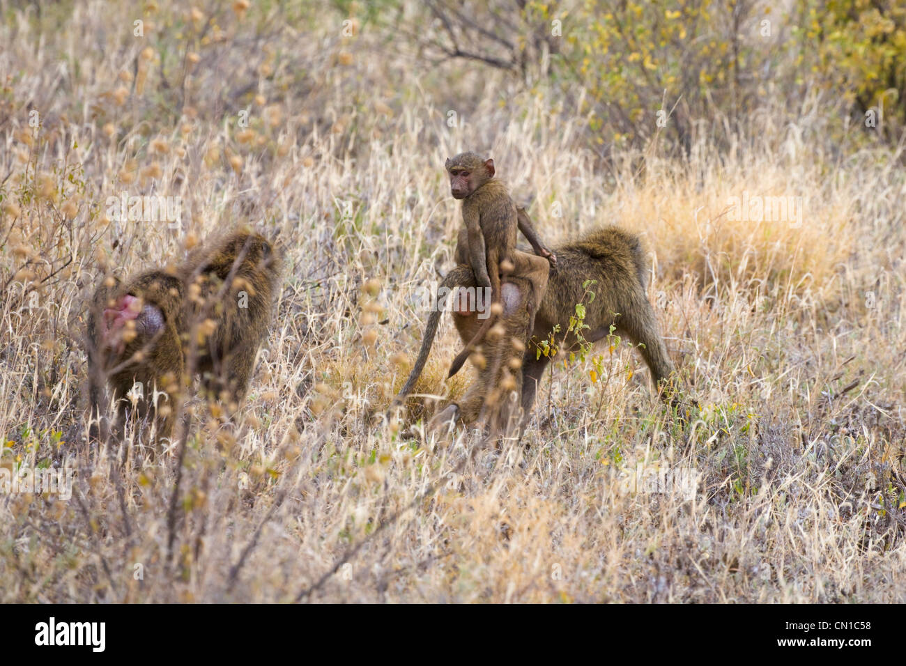 Babbuino oliva (papio anubis), madre con bambino in erba, Samburu riserva nazionale, Kenya Foto Stock