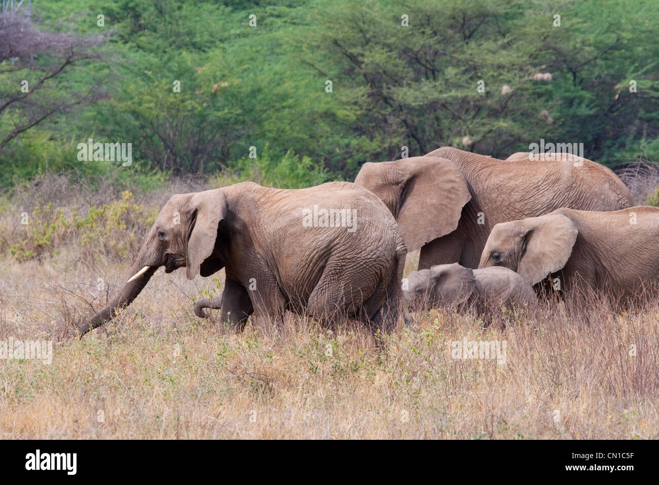 Famiglia di elefante in pianura, Samburu riserva nazionale, Kenya Foto Stock