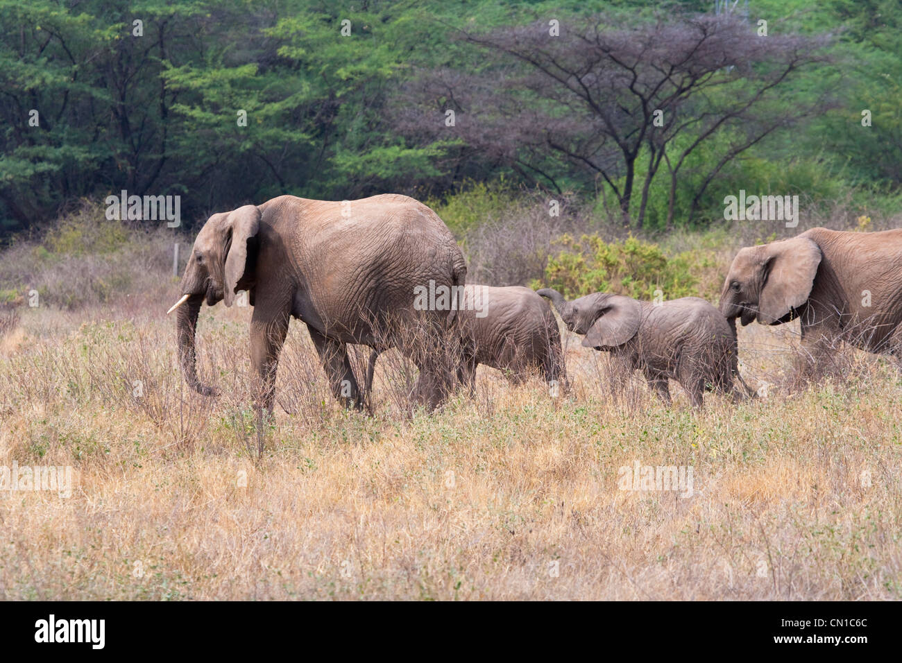 Famiglia di elefante in pianura, Samburu riserva nazionale, Kenya Foto Stock