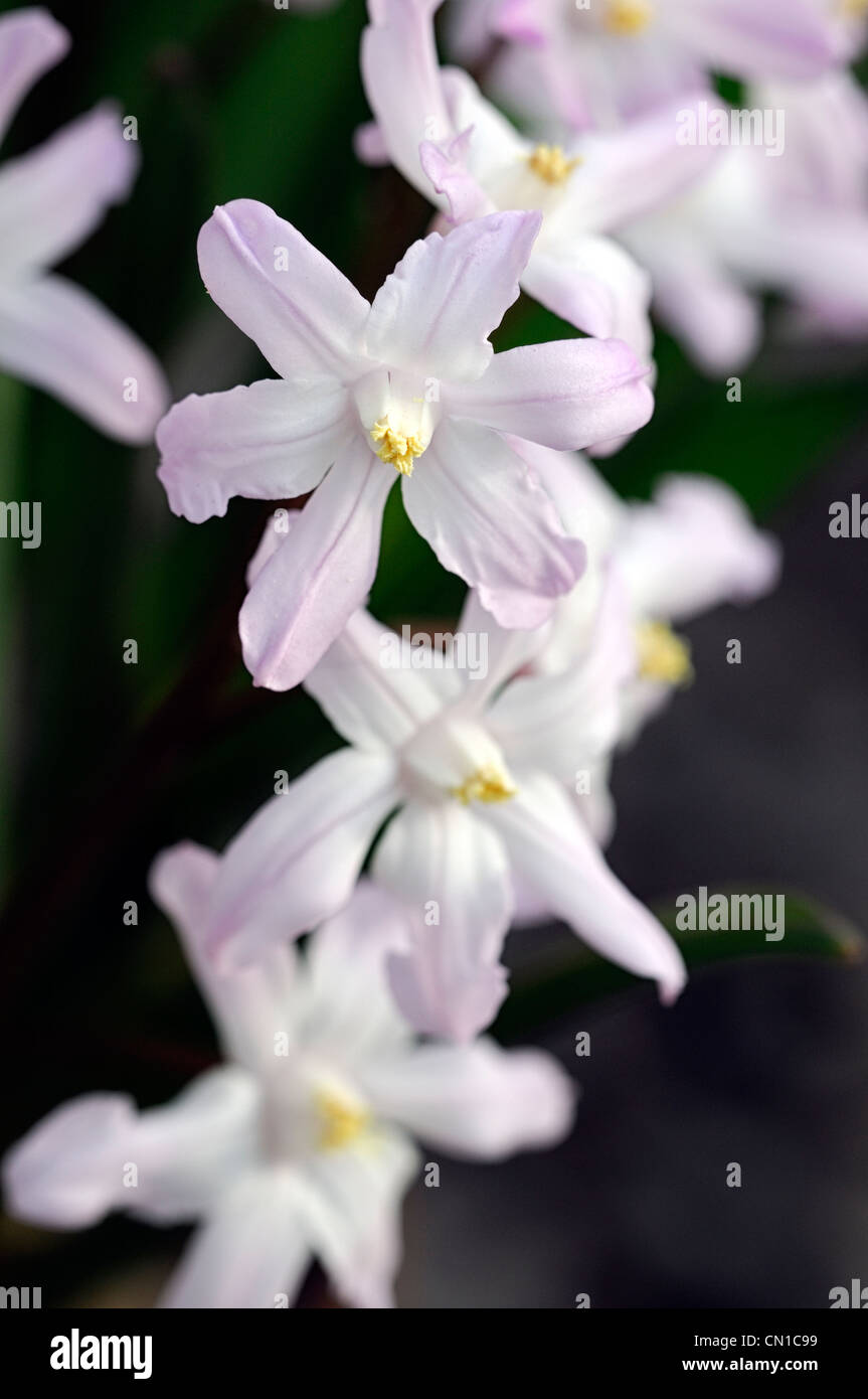 Chionodoxa luciliae gigante rosa syn Chionodoxa forbesii gigantea Scilla luciliae gloria della neve fiori bianchi Foto Stock