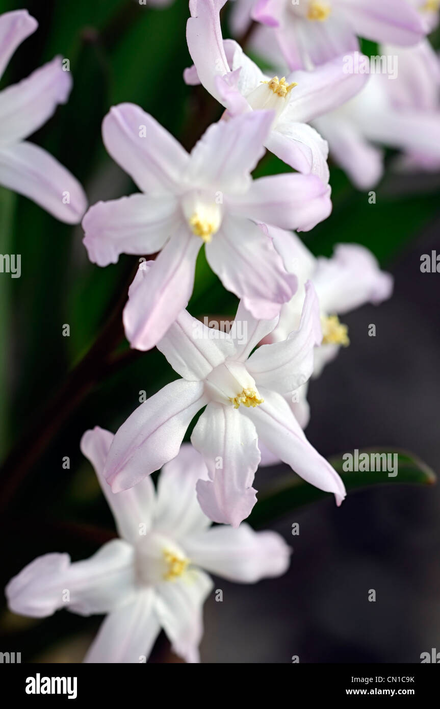 Chionodoxa luciliae gigante rosa syn Chionodoxa forbesii gigantea Scilla luciliae gloria della neve fiori bianchi Foto Stock