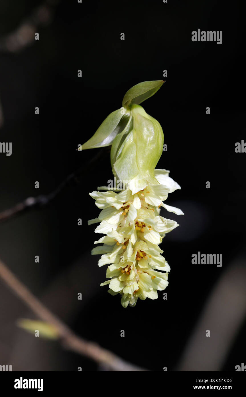 Corylopsis crema himalayana flower bloom blossom inverno himalayano hazel fioritura arbusto ad albero la molla syn grata manipurensis Foto Stock