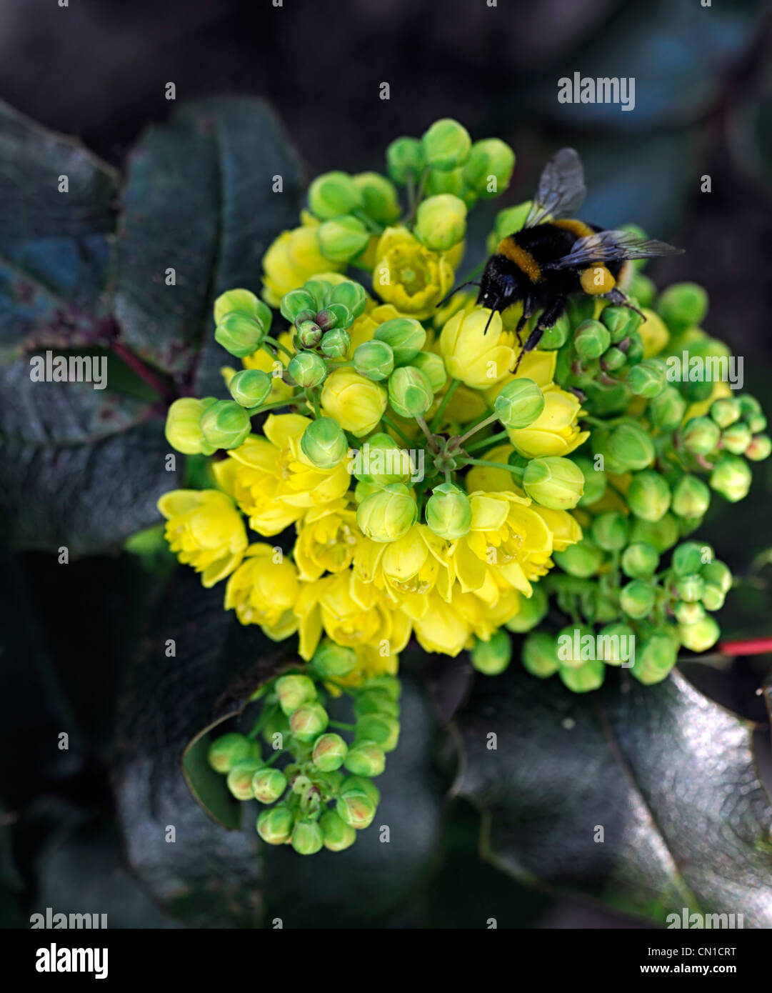 Mahonia repens primavera fiori gialli Bumble Bee alimentazione alimentazione closeup profumato fragrante sempreverdi arbusto sempreverde arbusti Foto Stock