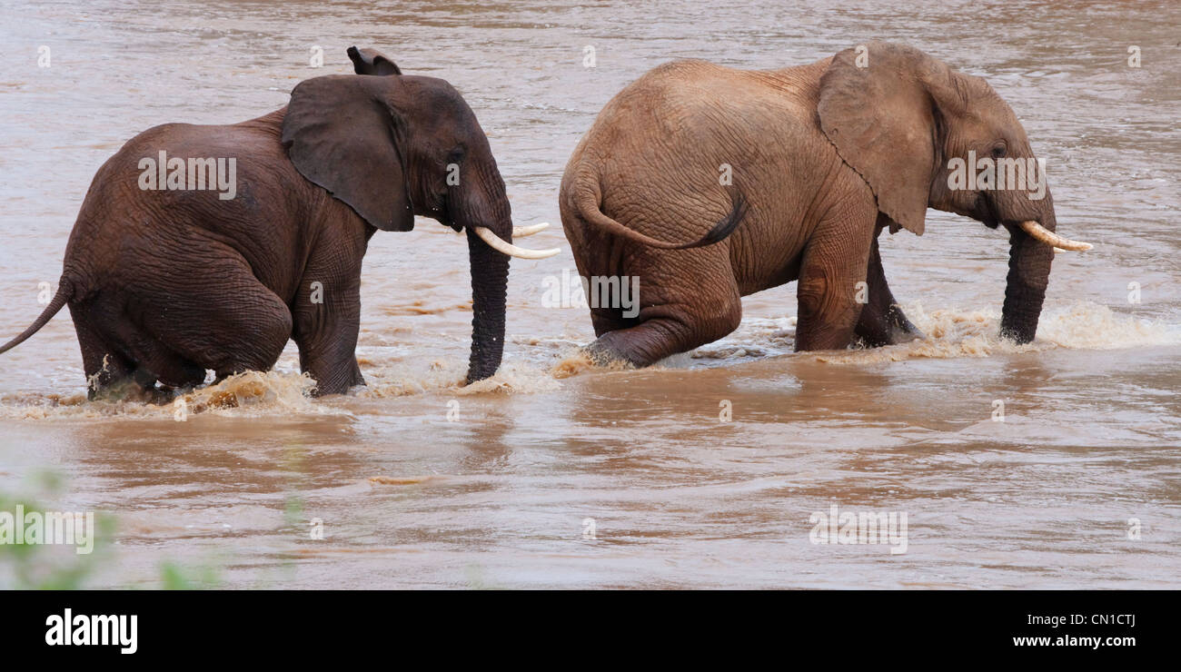 Gli elefanti balneazione nel fiume, Samburu riserva nazionale, Kenya Foto Stock