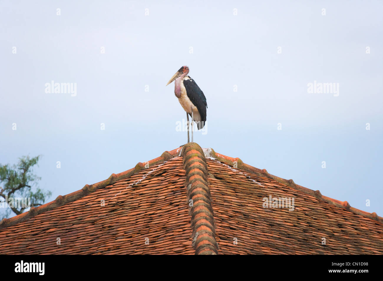 Marabou stork (Leptoptilos crumeniferus), Monte Kenya National Park, Kenya Foto Stock