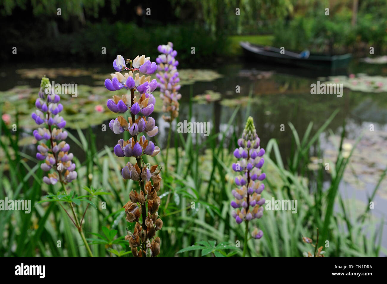 Francia, Eure, Giverny, Claude Monet giardino, Le Jardin d'Eau (acqua giardino) Foto Stock