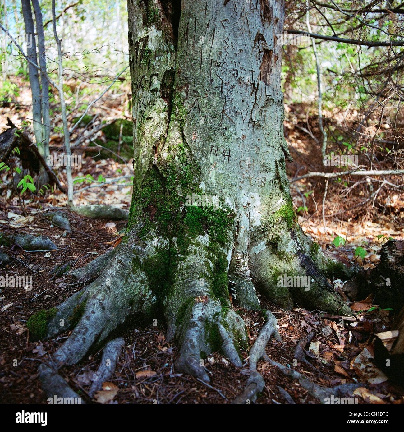 Albero in una foresta, Algonquin Park, Ontario Foto Stock