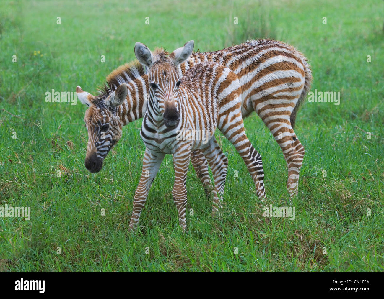 Zebra comune (Equus quagga), madre con bambino, Nakuru, Kenya Foto Stock