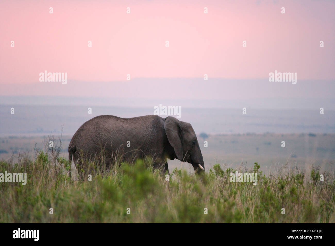 Elefanti sulla savana, il Masai Mara riserva nazionale, Kenya Foto Stock