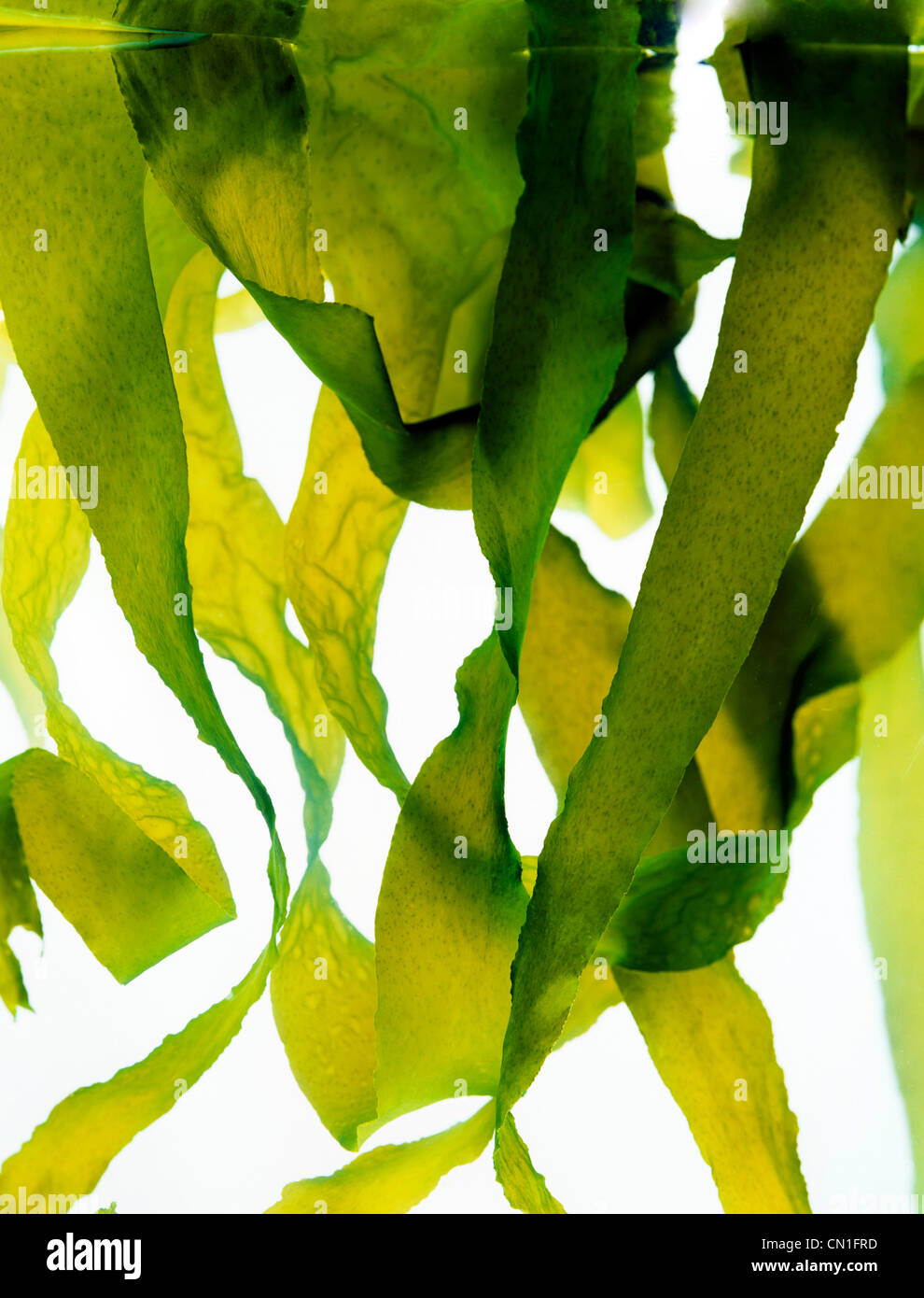 Le alghe sotto l'acqua Foto Stock