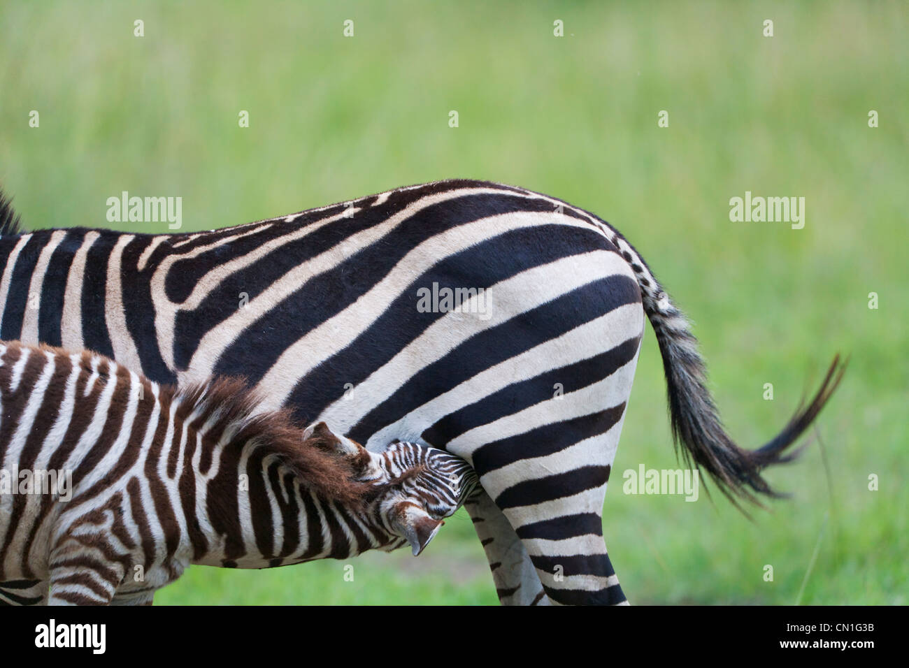 Zebra comune (Equus quagga) cub mungere dalla madre, il Masai Mara riserva nazionale, Kenya Foto Stock