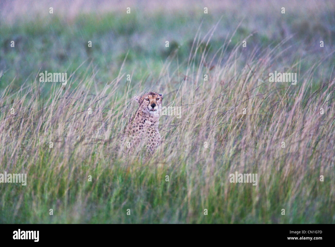 Ghepardo (Acinonyx jubatus) in erba durante la pioggia, la Riserva Nazionale di Masai Mara, Kenya Foto Stock