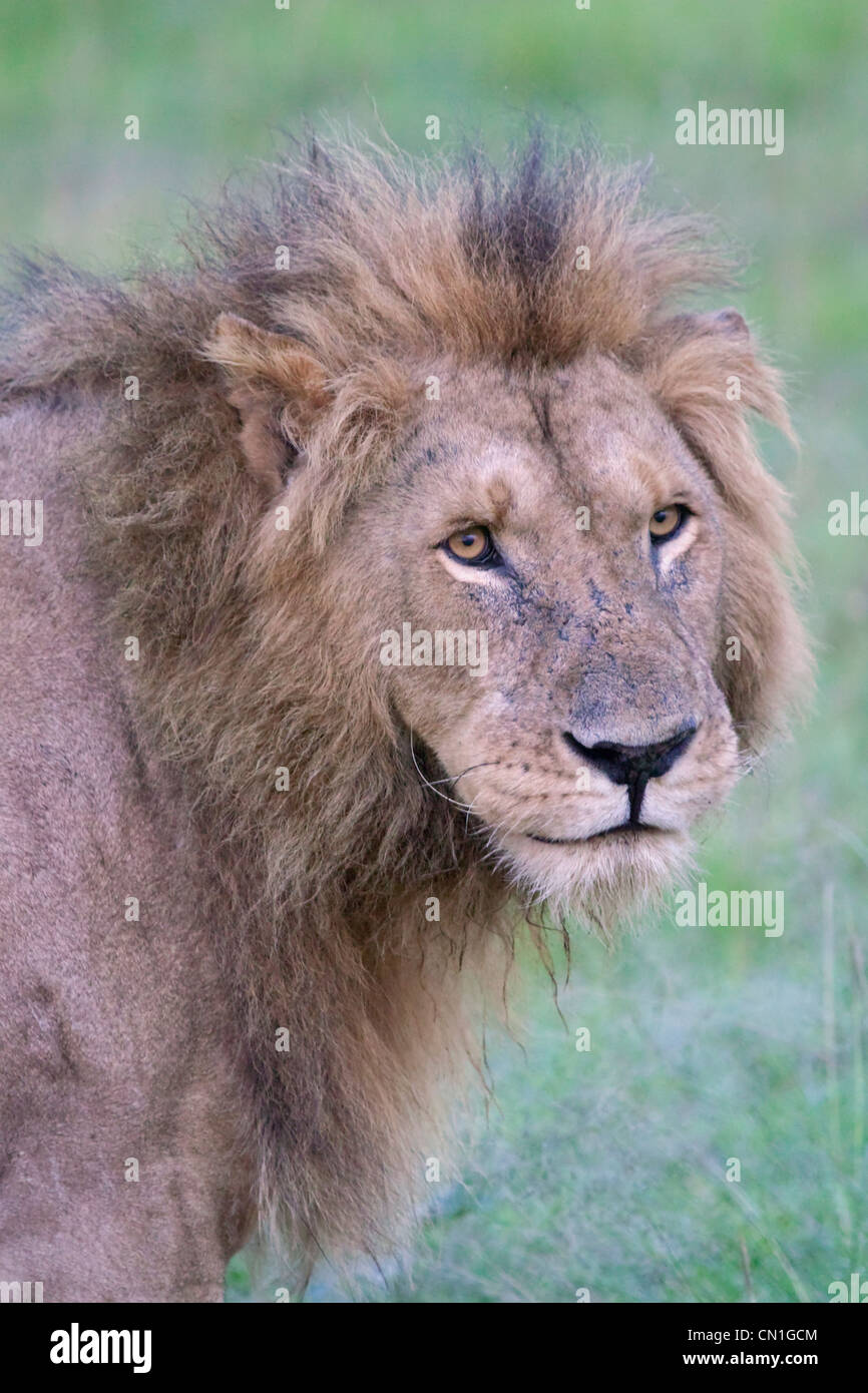 Lion sulla savana, il Masai Mara riserva nazionale, Kenya Foto Stock