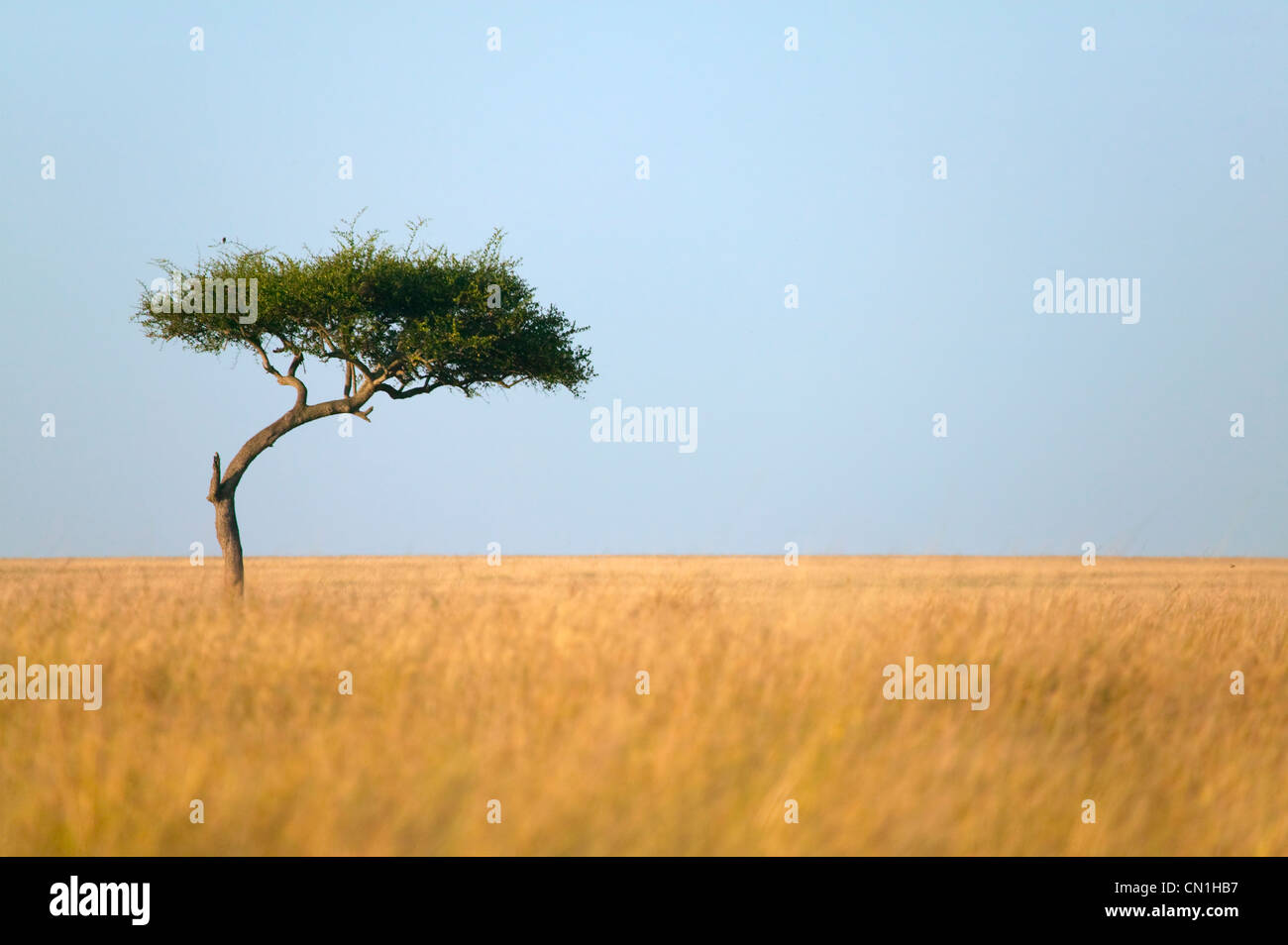Lone acacia sulla savana, il Masai Mara riserva nazionale, Kenya Foto Stock