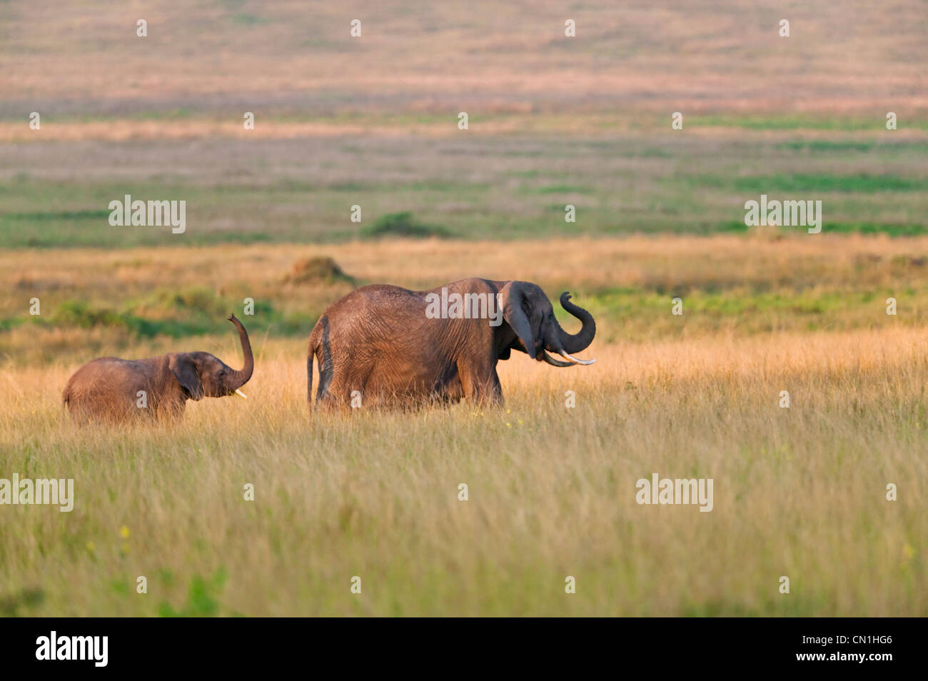 Elefanti, madre con cub sulla savana, il Masai Mara riserva nazionale, Kenya Foto Stock