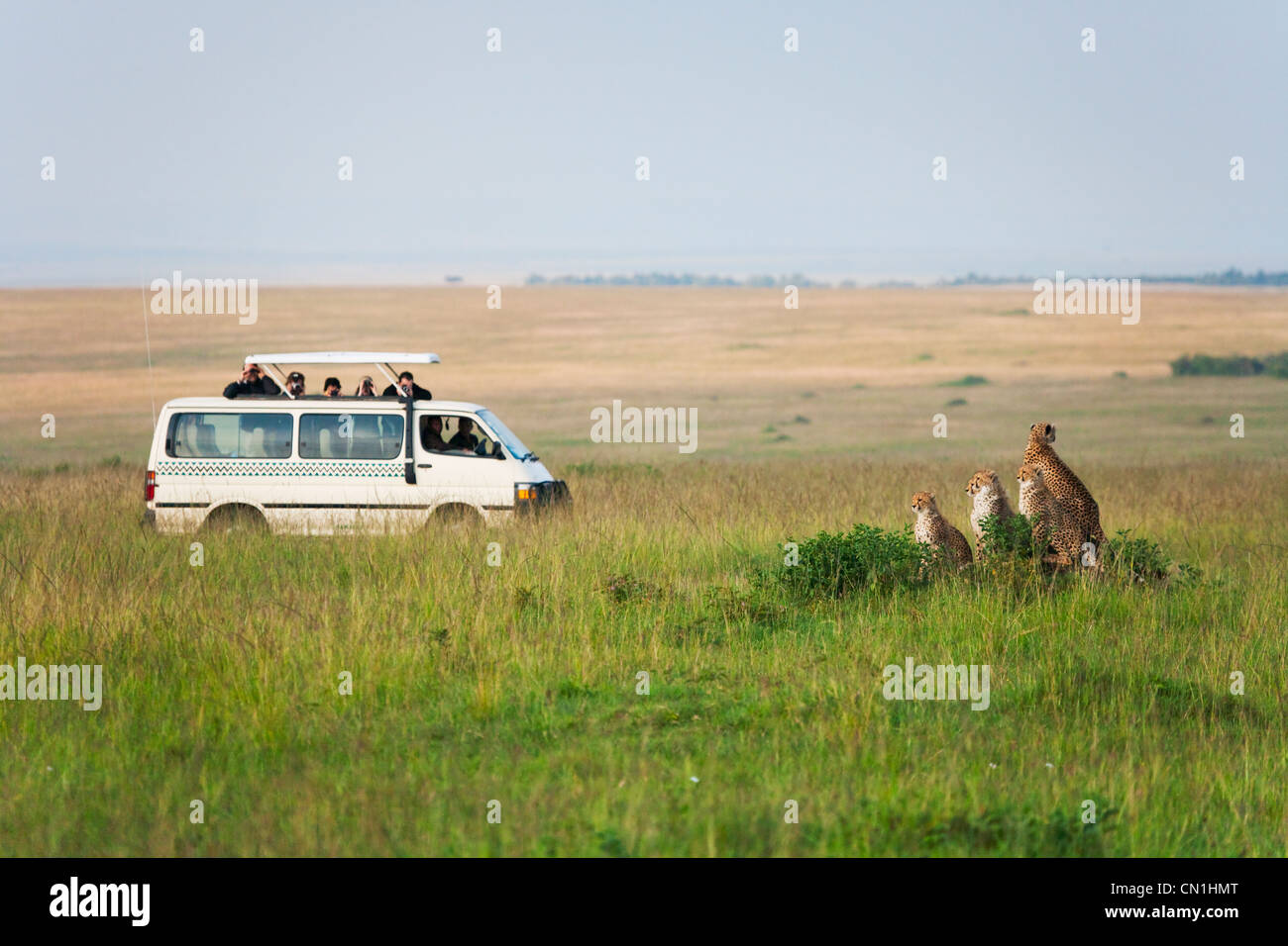 Ghepardo (Acinonyx jubatus) con safari in jeep l'erba, il Masai Mara riserva nazionale, Kenya Foto Stock