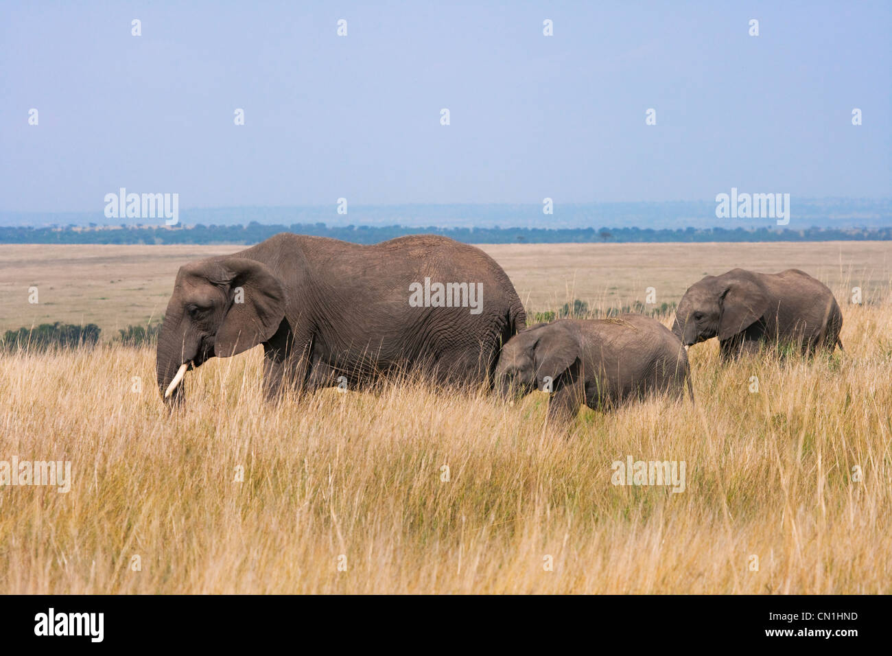 Famiglia di elefante sulla savana, il Masai Mara riserva nazionale, Kenya Foto Stock
