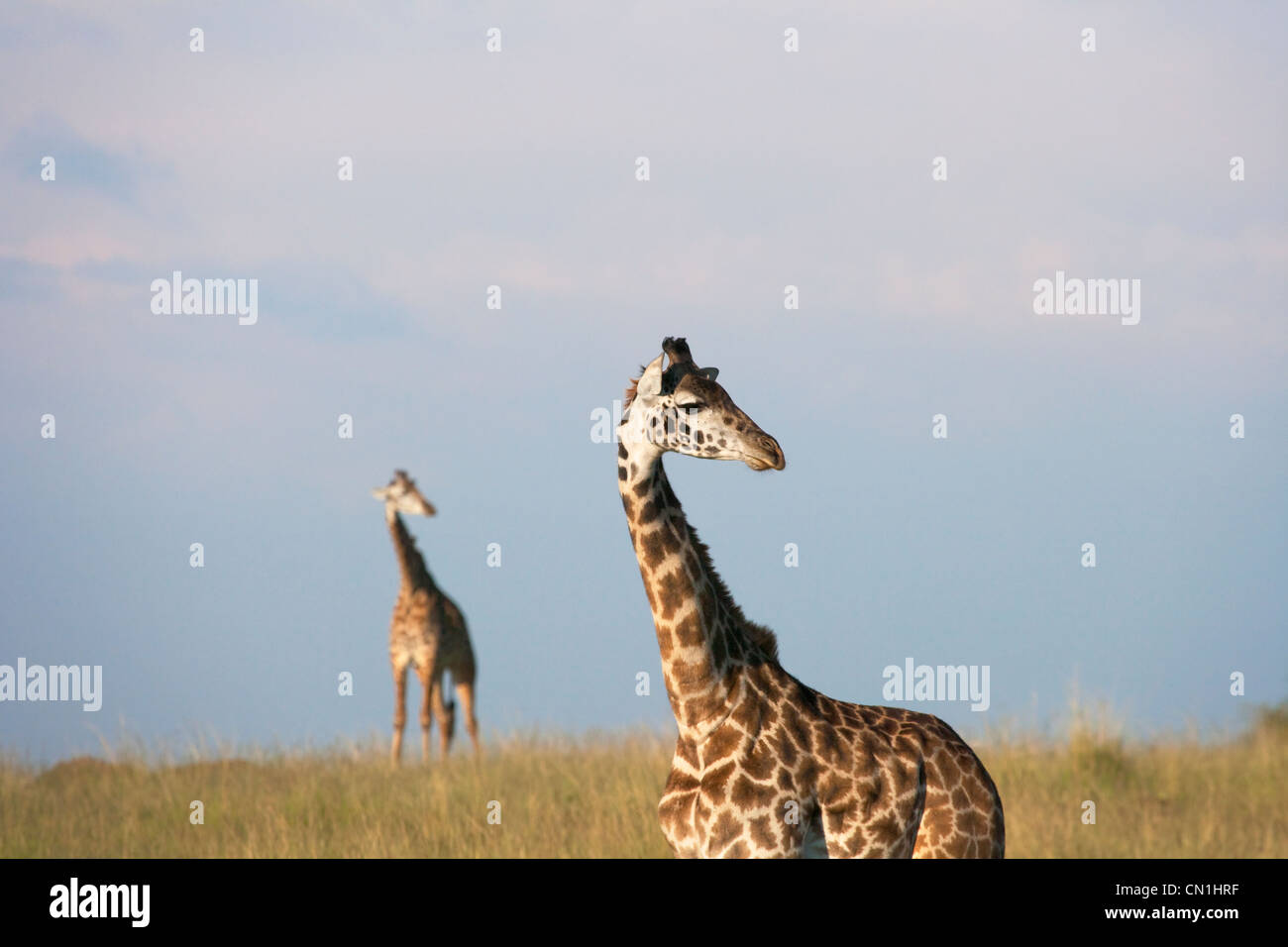 La giraffa sulla savana, il Masai Mara riserva nazionale, Kenya Foto Stock