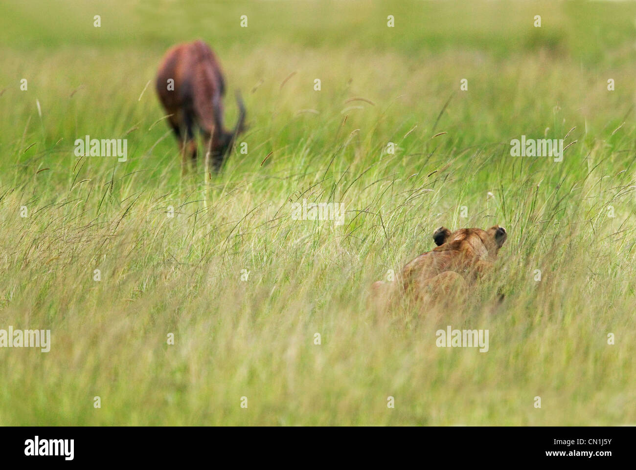 Lion nascondere in erba in attesa di balzare in topi, il Masai Mara riserva nazionale, Kenya Foto Stock